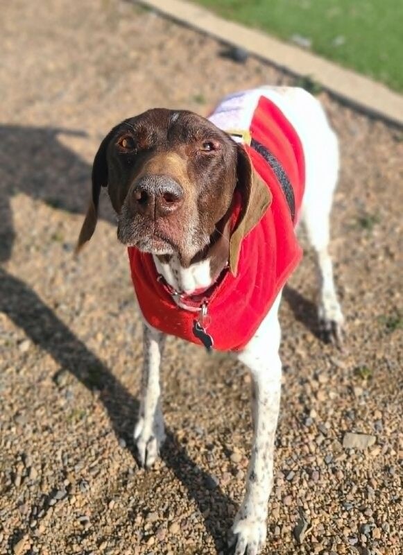 Picture of the Animal Listed